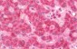 SDHA Antibody
